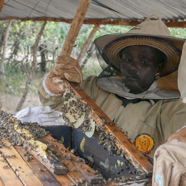 Acacia Honey - Image 4