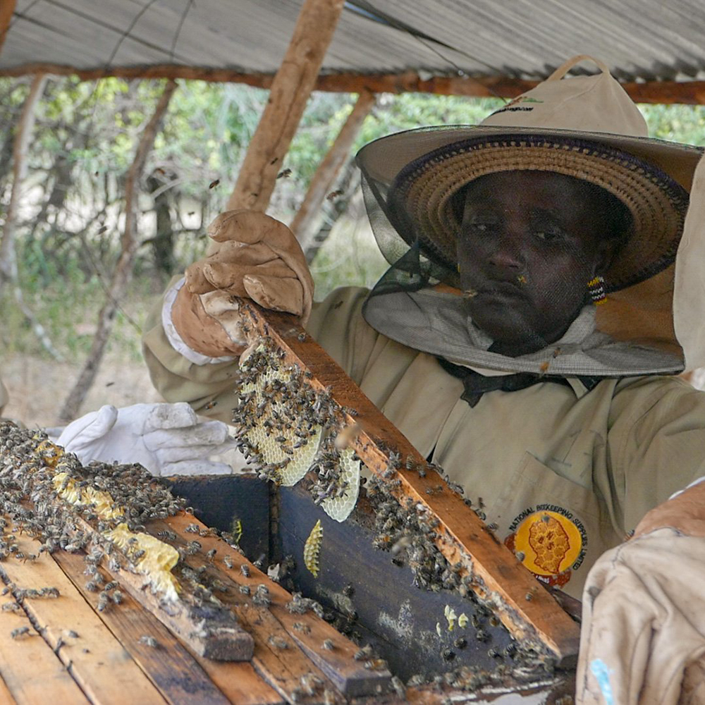Acacia Honey - Image 4