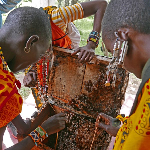 Acacia Honey - Image 6